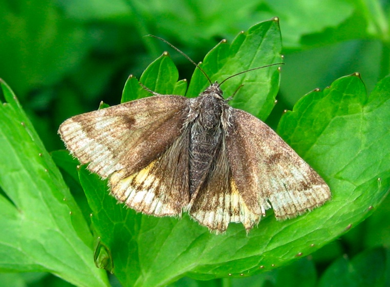 Euclidia glyphica